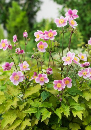 ANEMONE japonica